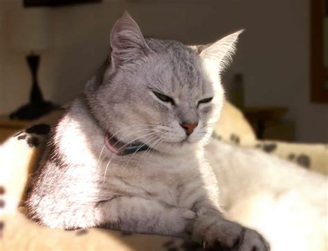 Pawsitive Vibes Only: 5 Best Cat Calming Collars For Kitty Zen - The ...