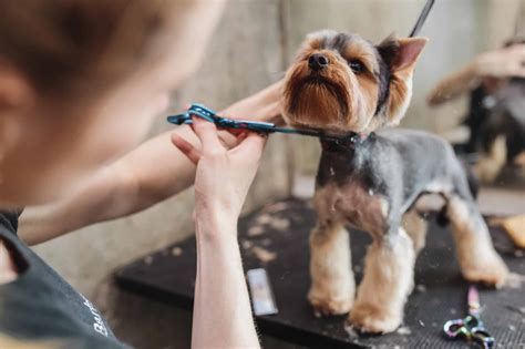 Dog Grooming Prices in 2024: How Much You Should Expect to Pay - A-Z ...