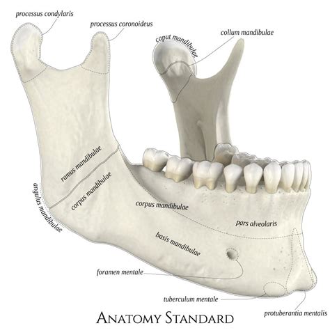 Mandible. Lateral oblique view | Medical anatomy, Anatomy bones, Human ...