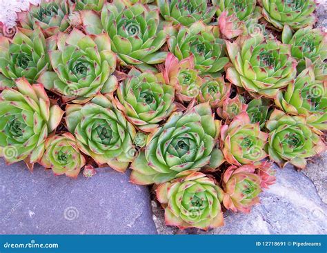 Hen and Chicks stock image. Image of houseleek, horizontal - 12718691