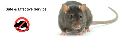 Rat control in Chennai | Rat control services in Chennai | pest control ...