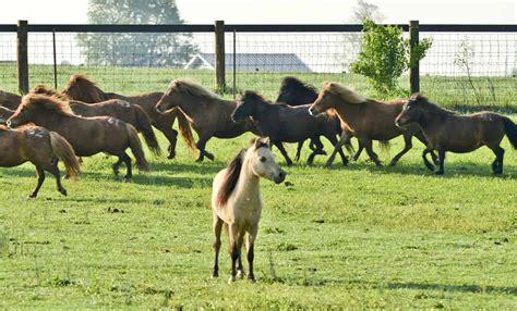 Small Size, Big Deal: UK Welcomes New Miniature Stallion – The Horse