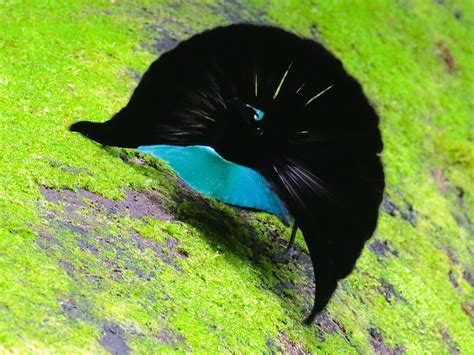 Ave del paraíso soberbia de Vogelkop - eBird