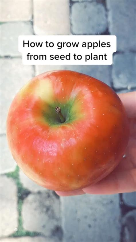 Image result for Fertilizing Apple Trees Guide