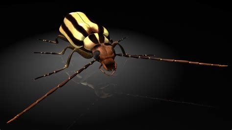 Meloidae Blister Beetle 3D Model - TurboSquid 1327084