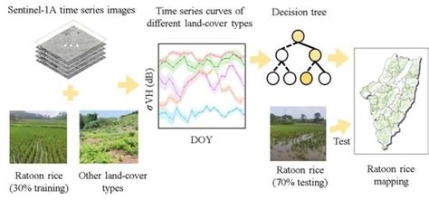Mapping Ratoon Rice Fields Based on SAR Time Series and Phenology Data ...