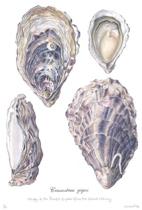 Image result for Pretty Shell Drawing