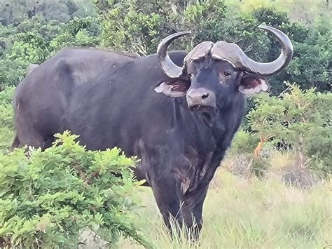 PREMIER RESORT MPONGO PRIVATE GAME RESERVE (East London) - Lodge ...