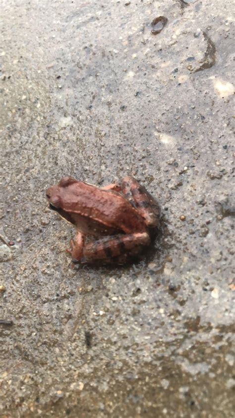 Image result for Alien Michigan Frog