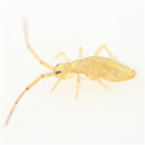 Image result for Springtail Bugs