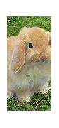Image result for Holland Lop Eared Rabbits