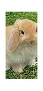Image result for Mini Lop Sable Point