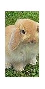 Image result for Holland Lop Rabbit Brown