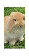 Image result for Holland Lop Color Chart