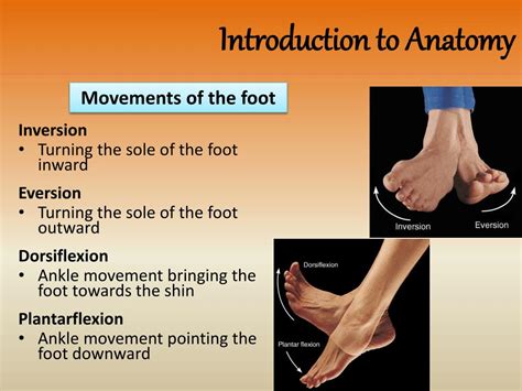 Image result for Contralateral Anatomical Position