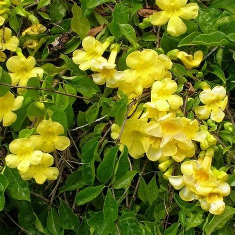 Buy Dolichandra Unguis, Cat's Claw - Plant online from Nurserylive at ...