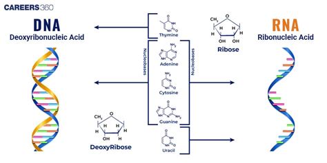 Genetic Material- DNA vs RNA: Definition & Function