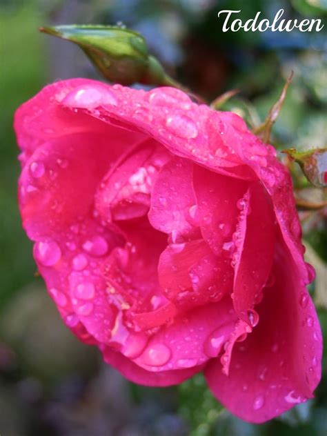 Todolwen: 'Raindrops And Roses'