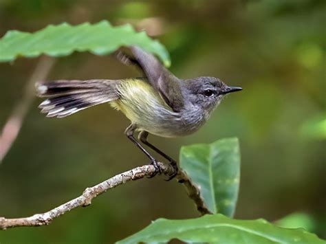 Fan-tailed Gerygone - eBird