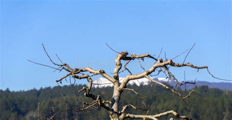 Image result for Apple Tree Pruning