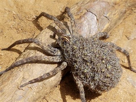 Wolf Spider Bite Information