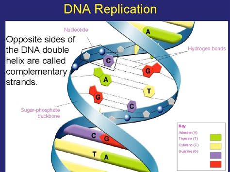 Image result for DNA Replication Complementary Strand