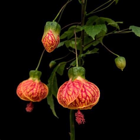 How to Grow Lotus Plants in India — Tubers, Seeds & Everything Else ...