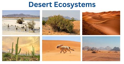 Desert Ecosystems: Characteristics, Types, Adaptations, Examples