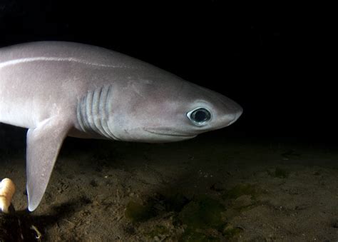 Deep Sea Sharks And