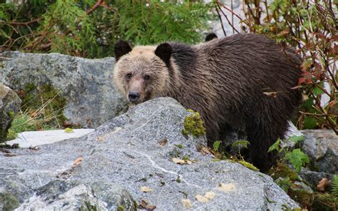 Download wallpaper 1920x1200 bear, brown bear, face, cute widescreen 16 ...
