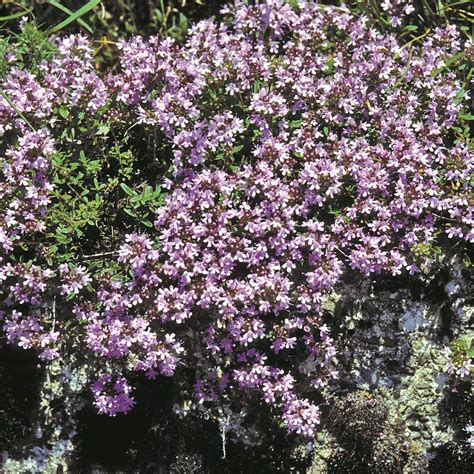 Creeping Thyme Thymus Serpyllum Mother of Thyme Drought Tolerant Ground ...