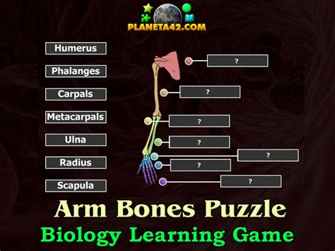 Arm Bones Puzzle | Biology Learning Game