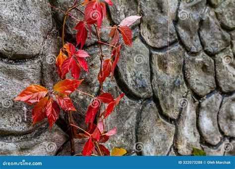 View of Beautiful Red Discolored Leaves of a Parthenocissus Tricuspidata Plant on a Gray Stone ...