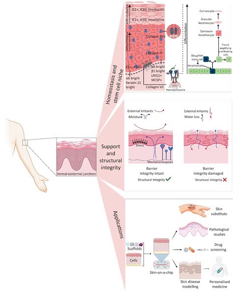 The Importance of Mimicking Dermal-Epidermal Junction for Skin Tissue ...