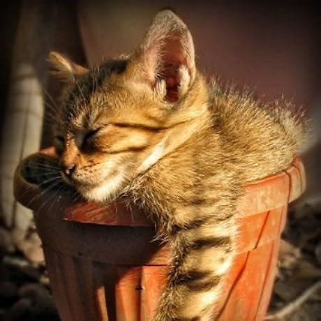 Buy FOINNEX VGA to HDMI Adapter Cable 10FT/3M (Old PC to New TV/Monitor ...