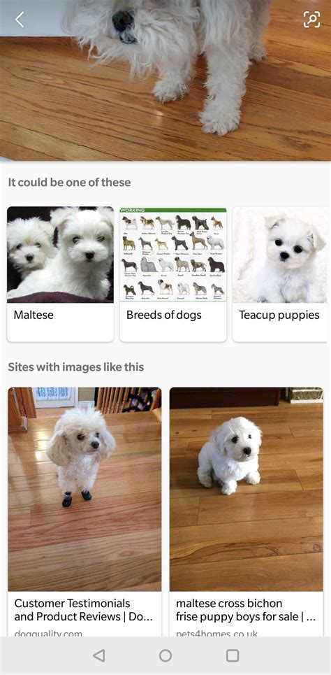 Bing Homepage Visual Search Ai 的图像结果