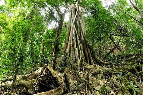 【COP15】云游热带雨林_要闻_西双版纳_云南网