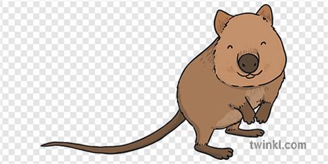 What Is A Quokka? - Twinkl Teaching Wiki - Twinkl