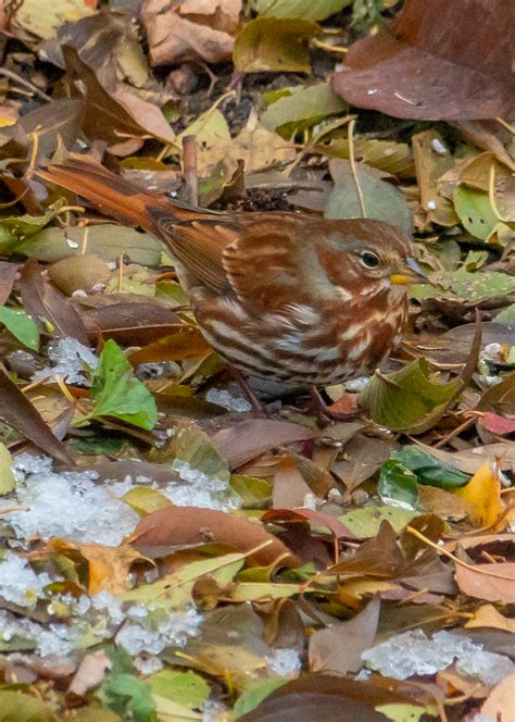 Image result for Sparrow Identification Guide