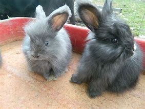 Image result for Angora Baby Bunnies