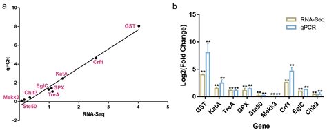 Pelletized Growth in Cordyceps militaris Is Associated with Coordinated ...
