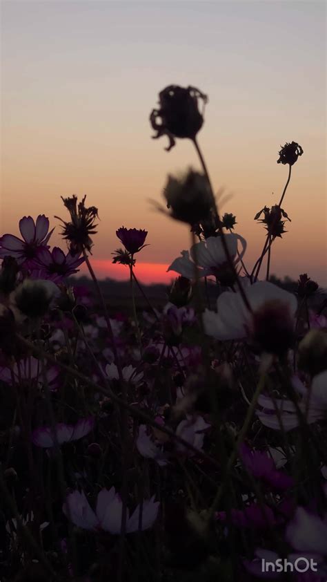 Beautiful flowers at sunset, flower in evening 18761231 Stock Video at ...