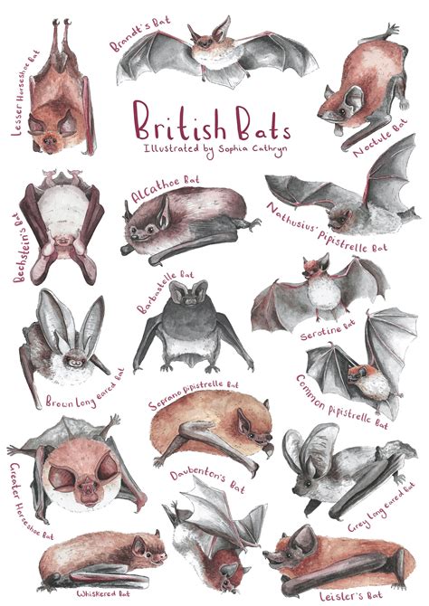 British Bats Print - Etsy UK