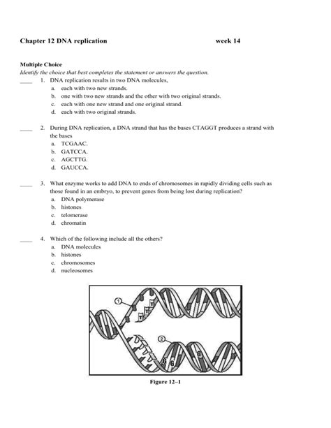 Image result for DNA Replication Multiple Choice Questions