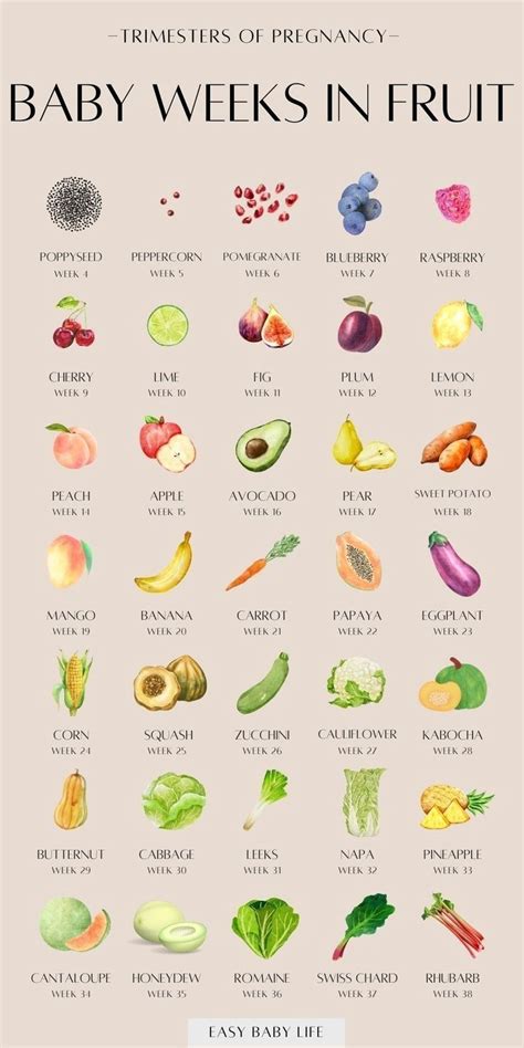 How Big Is My Baby? Fun Pregnancy Fruit Size Chart By Week | Baby weeks ...