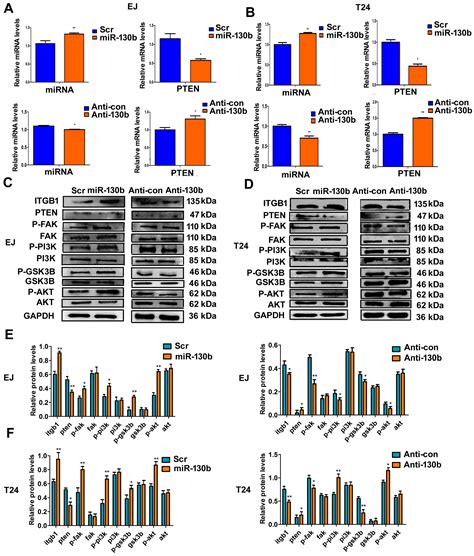 Genome-Wide Screen of miRNAs and Targeting mRNAs Reveals the Negatively ...