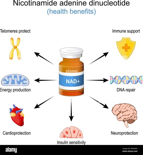 Health Benefits of NAD+. NAD plus. Wellness effect of a Nicotinamide ...