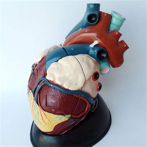 Buy Human Organ Anatomical Anatomy Model - Anatomical Human Heart Model ...