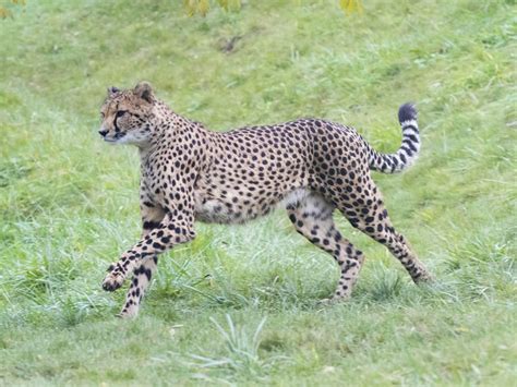 https://cdn-images.zoobeauval.com/dLiXt1RsKds7iYnOfw5XAEDjjxk%3D/800x600/https%3A//s3.eu-west-3.amazonaws.com/images.zoobeauval.com/2020/05/10-ap9i7439-focus-slider-1-5ece1e11b3101.jpg