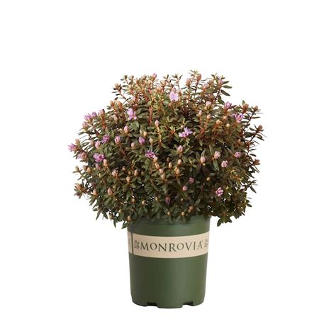Monrovia Ramapo Rhododendron Foundation/Hedge Shrub in 2.6 -Quart Pot 1 ...